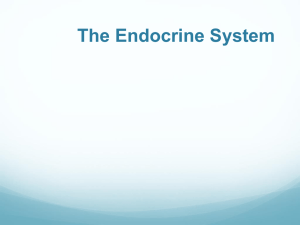 The Endocrine System