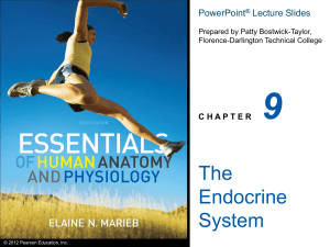 Endocrine System Powerpoint