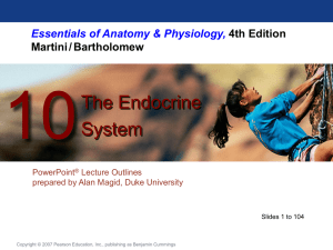 Overview of the Endocrine System