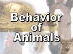 Animal Behaviors Power Point