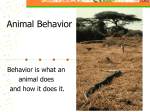 Animal Behavior