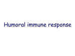 IgM Humoral immune response to thymus