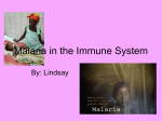 Malaria in the Immune System