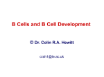 B cell development & function PPT