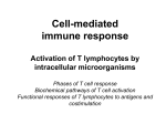 Celularni imunski odgovor Aktivacija T limfocita
