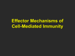 Effector Mechanisms of Cell