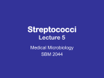 Streptococci - Biomedic Generation