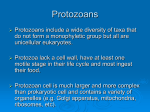 Topic 2 Protozoa