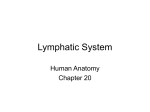 Chapter 20- Lymphatic system