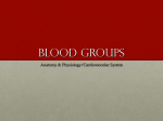 Blood Groups PPT