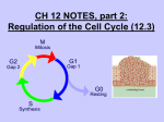 NOTES: CH 12 part 2 - Control of Cell Cycle