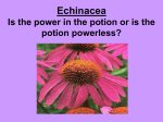 Echinacea