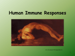 Human Immune Responses