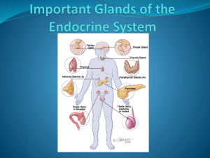 Important Glands of the Endocrine System