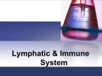 Structures of the lymphatic system