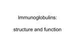 Immunoglobulin Structure