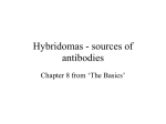 Hybridomas - sources of antibodies