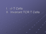 and NK T cells