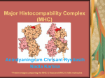 Major Histocompability Complex (MHC)
