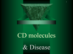 CD molecules & disease