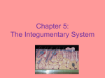 Chapter 5: The Integumentary System