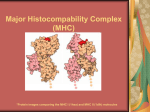 Major Histocompability Complex (MHC)