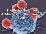 antibodies_lymph