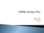 H5N1 Avian Flu