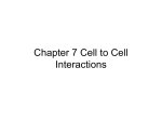 Chapter 7 Cell to Cell Interactions