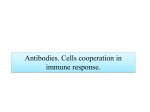 09 Antibodies