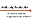 Antibody Production