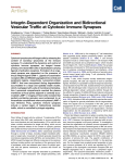 Article Integrin-Dependent Organization and Bidirectional Vesicular Traffic at Cytotoxic Immune Synapses Immunity