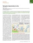 Previews Synaptic Asymmetry to Go Leading Edge Michael L. Dustin