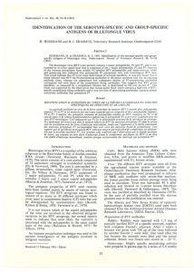 IDENTIFICATION OF  THE SEROTYPE-SPECIFIC AND  GROUP-SPECIFIC