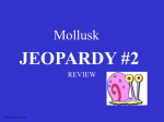 Mollusk Jeopardy #2
