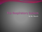 The Respiratory System