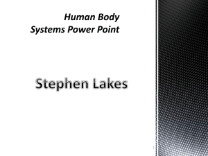 Human Body Systems PowerPoint