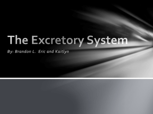 The Excretory System