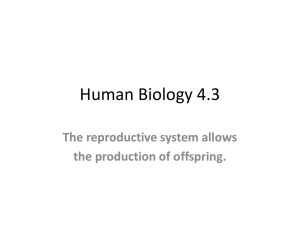 Human Biology 4.3