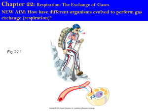 Chapter 22: Respiration: The Exchange of Gases