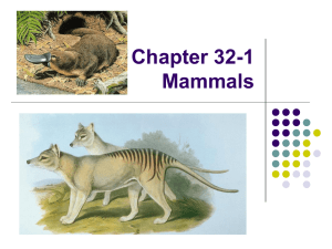 Unit 9 Chapter 32 Mammals