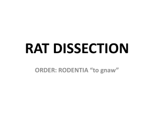 Rat Dissection Instructional Packet