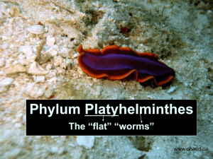 Phylum Platyhelminthes