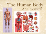 The Human Body