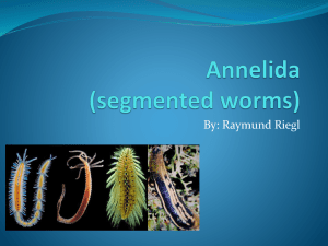 Annelida (segmented worms)