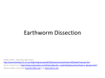 Earthworm Dissection