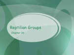 Reptilian Groups