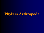 Phylum Arthropoda - Los Angeles Center for Enriched Studies