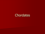Chordates - LBHS Biology | The study of life