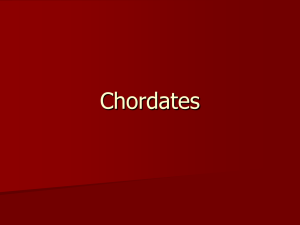 Chordates - LBHS Biology | The study of life